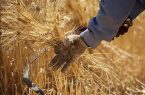 پیش‌بینی ۳ نقطه بیله سوار برای پیشگیری از آتش سوزی احتمالی مزارع
