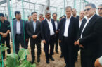 معاون وزیر جهاد کشاورزی: کشت گلخانه‌ای در راستای امنیت غذایی توسعه می‌یابد